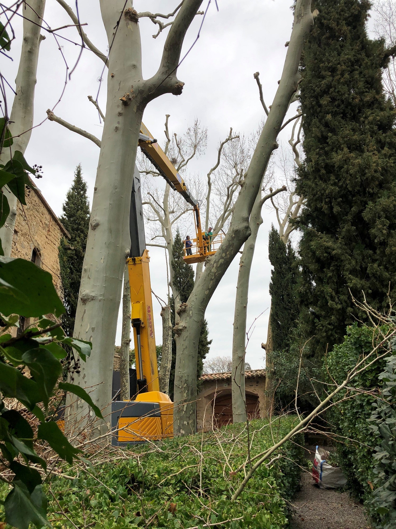 Poda dels plataners de Púbol, 2021 | © FGSD