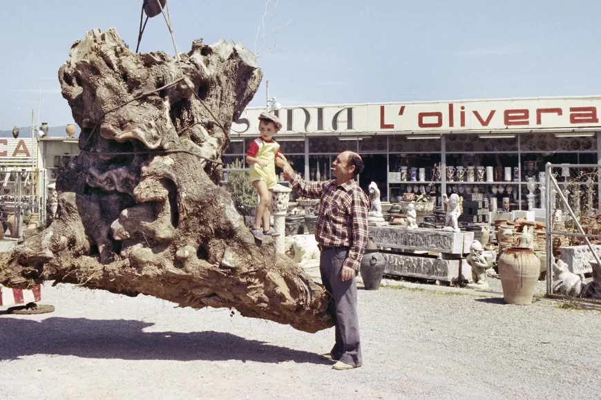 Recollida de l’olivera que serveix de base al monument per part de Transports Padrosa el 18 d’agost de 1975 | © Casals, Melitó (Meli) © Fundació Gala-Salvador Dalí, Figueres, 1975 Recollida de l’olivera que serveix de base al monument per part de Transports Padrosa el 18 d’agost de 1975 | © Casals, Melitó (Meli) © Fundació Gala-Salvador Dalí, Figueres, 1975