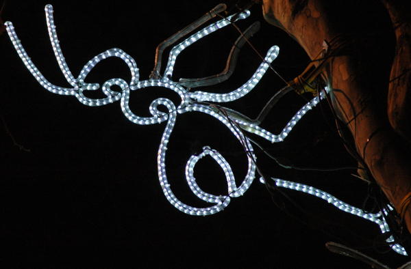 La formiga, símbol de la nostra entitat, s'enfila pels arbres de Figueres.