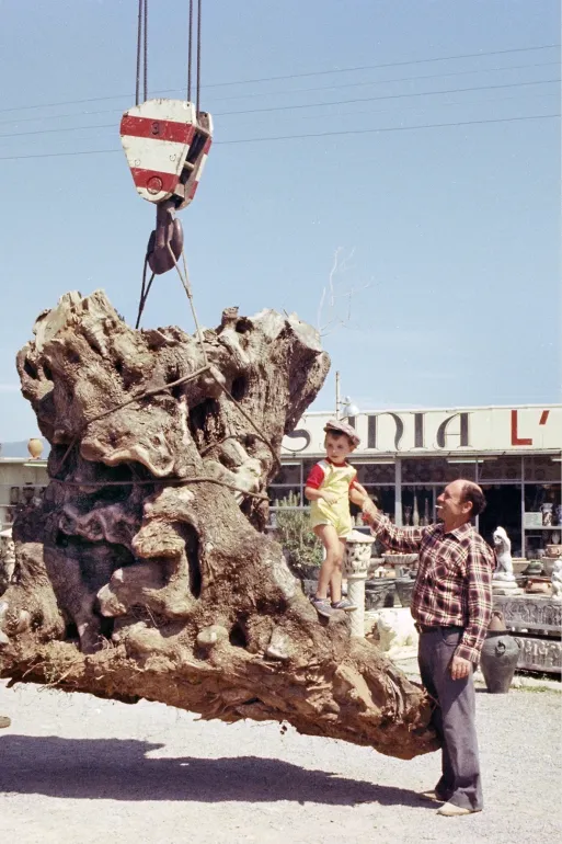 Recollida de l’olivera que serveix de base al monument | © Casals, Melitó (Meli) | Fundació Gala-Salvador Dalí, Figueres, 2025 Recollida de l’olivera que serveix de base al monument | © Casals, Melitó (Meli) | Fundació Gala-Salvador Dalí, Figueres, 2025